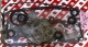 PAKING FULL SET MESIN NISSAN SERENA TYPE C23, 1600 CC, TAHUN 1999-2000, MANUAL