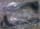 TIE ROD HONDA CRV OLD / SET